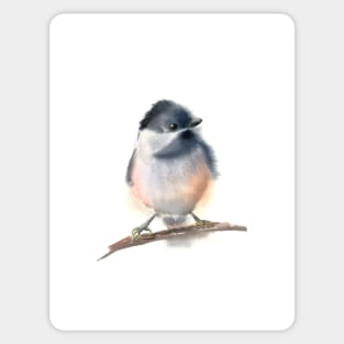 Chickadee Sticker